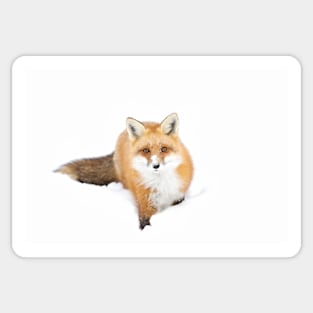 Red Fox - Algonquin Park Sticker